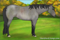 Horse Color:Blue Roan 