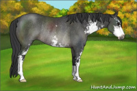 Horse Color:Black Sabino Rabicano 