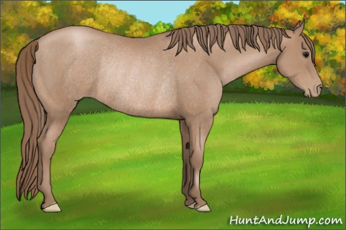 Horse Color: Black Pearl Rabicano 