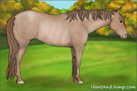 Horse Color:Black Pearl Rabicano 