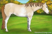 Horse Color:White Spotted Red Dun Pearl Rabicano 