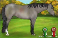 Horse Color:Blue Roan Sabino 