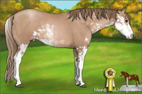 Horse Color:Black Pearl Sabino