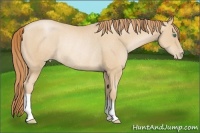 Horse Color:Smoky Black Pearl Rabicano 