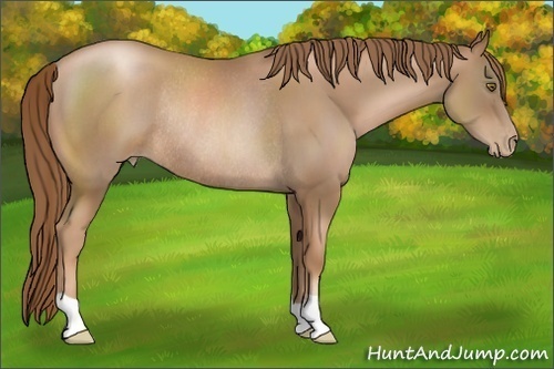 Horse Color: Liver Chestnut Pearl Rabicano 