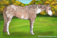 Horse Color:Chestnut Ice Sabino Rabicano 