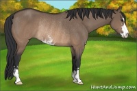 Horse Color:Brown Dun Sabino Rabicano 