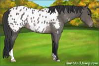 Horse Color:Black Appaloosa Rabicano 
