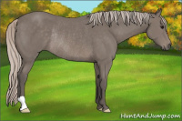 Horse Color:Silver Black Rabicano 