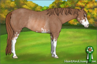 Horse Color:Liver Chestnut Sabino Rabicano 