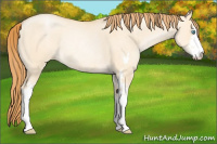 Horse Color:Buckskin Pearl Dun Sabino Rabicano 
