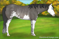 Horse Color:Black Sabino Splash Rabicano 