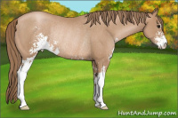 Horse Color:Black Pearl Sabino Rabicano 