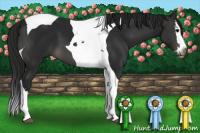 Horse Color:Gray Black Sabino Splash Tobiano 