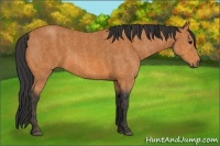 Horse Color:Bay  Brindle