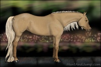 Horse Color:Chocolate Palomino Dun