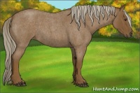 Horse Color:Chocolate Palomino Roan 