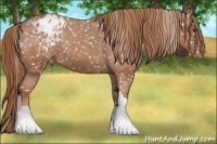 Horse Color:Chestnut Blanket 