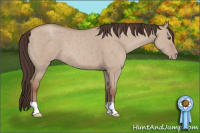 Horse Color:Classic Champagne Dun 