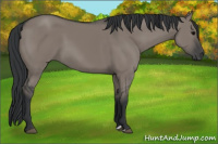 Horse Color:Grullo 