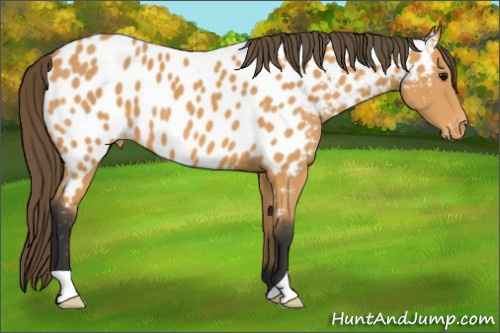 Horse Color: Buckskin Near Leopard 