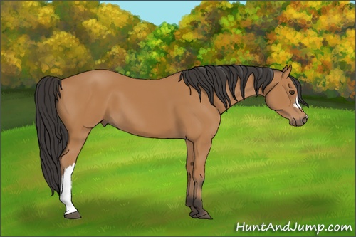 Horse Color: Bay 