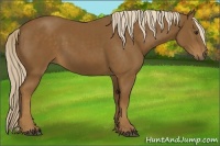 Horse Color:Chocolate Palomino 