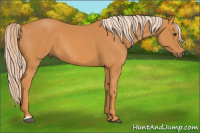 Horse Color:Chocolate Palomino 