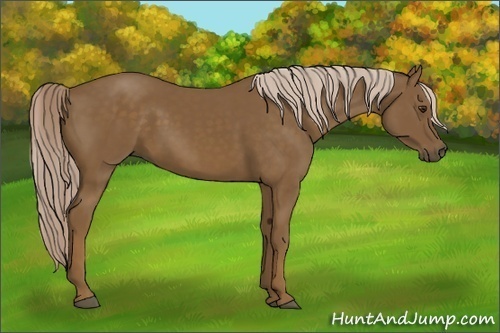 Horse Color: Chocolate Palomino 