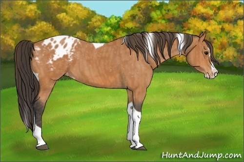 Horse Color: Bay Splash Tobiano Varnish  Brindle