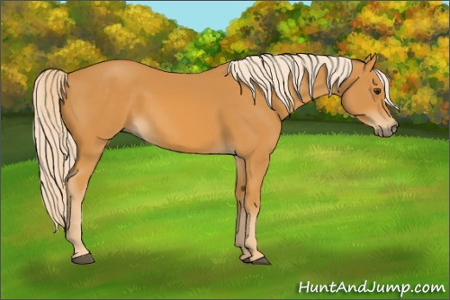 Horse Color: Chocolate Palomino 