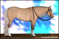 Horse Color:Silver Bay Dun Rabicano 
