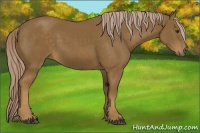 Horse Color:Chocolate Palomino 