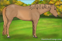 Horse Color:Chestnut Sabino 