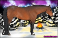 Horse Color:Bay Sabino 