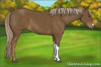 Horse Color:Chocolate Palomino 