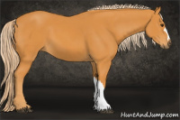 Horse Color:Chocolate Palomino 