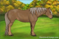 Horse Color:Chocolate Palomino 
