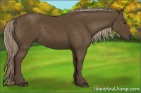 Horse Color:Chocolate Palomino 