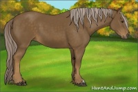 Horse Color:Chocolate Palomino 