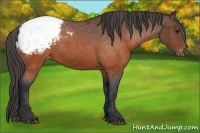 Horse Color:Brown Appaloosa 