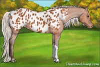 Horse Color:Silver Bay Appaloosa 