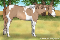 Horse Color:Red Dun Splash Tobiano Rabicano