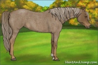 Horse Color:Chocolate Palomino Roan 