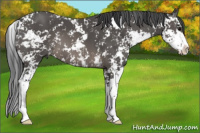 Horse Color:Black Sabino