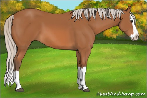 Horse Color: Silver Bay Splash 