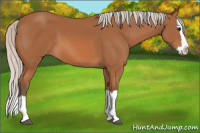 Horse Color:Silver Bay Splash 