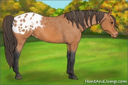 Horse Color:Bay Appaloosa 