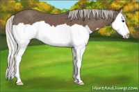 Horse Color:Silver Black Splash 