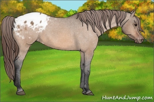 Horse Color:Bay Dun Appaloosa 